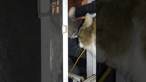 Funny Cat (Epic Sound)