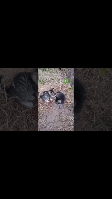 Kittens Observing a Big Dog Panting