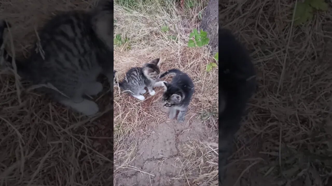 Kittens Observing a Big Dog Panting