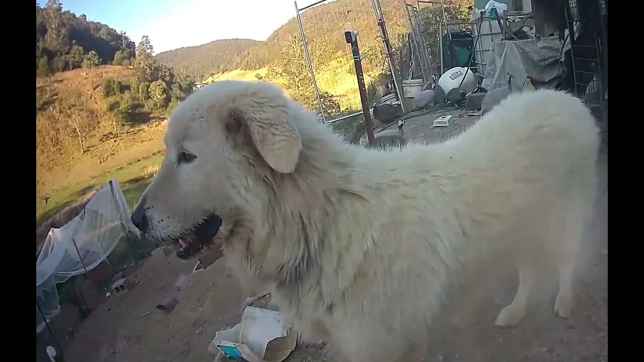 Livestock guardian on duty with free range birds.