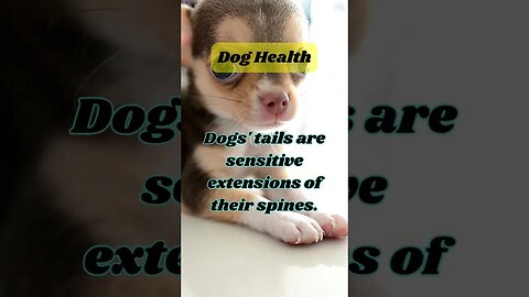 Discover the Hilarious Secrets of Dogs - Funny Dog Facts #132 #dogs #shorts