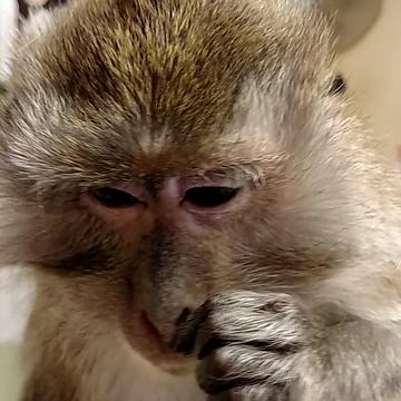 Silly Monkey Likes To Hide Stuff Up Her Nose