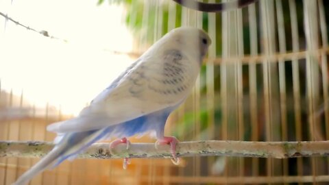 Male blue budgerigar in the cage