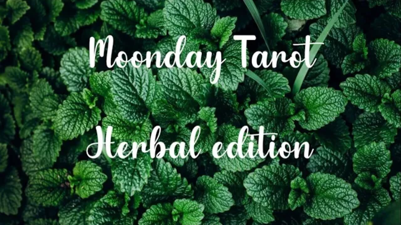 Moonday Tarot 08/29 Herbal Edition