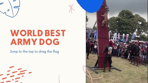 World best Trained Army Dog Drag the Flag from Top