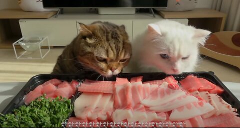 The cat who sees tuna has an unexpected ending