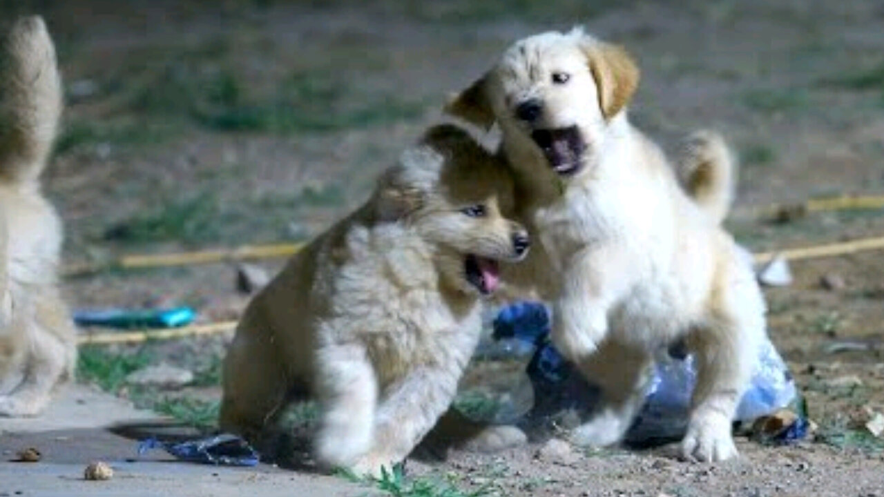 Adorable Golden Retriever Family_ Fun Evening Playtime in the Yard