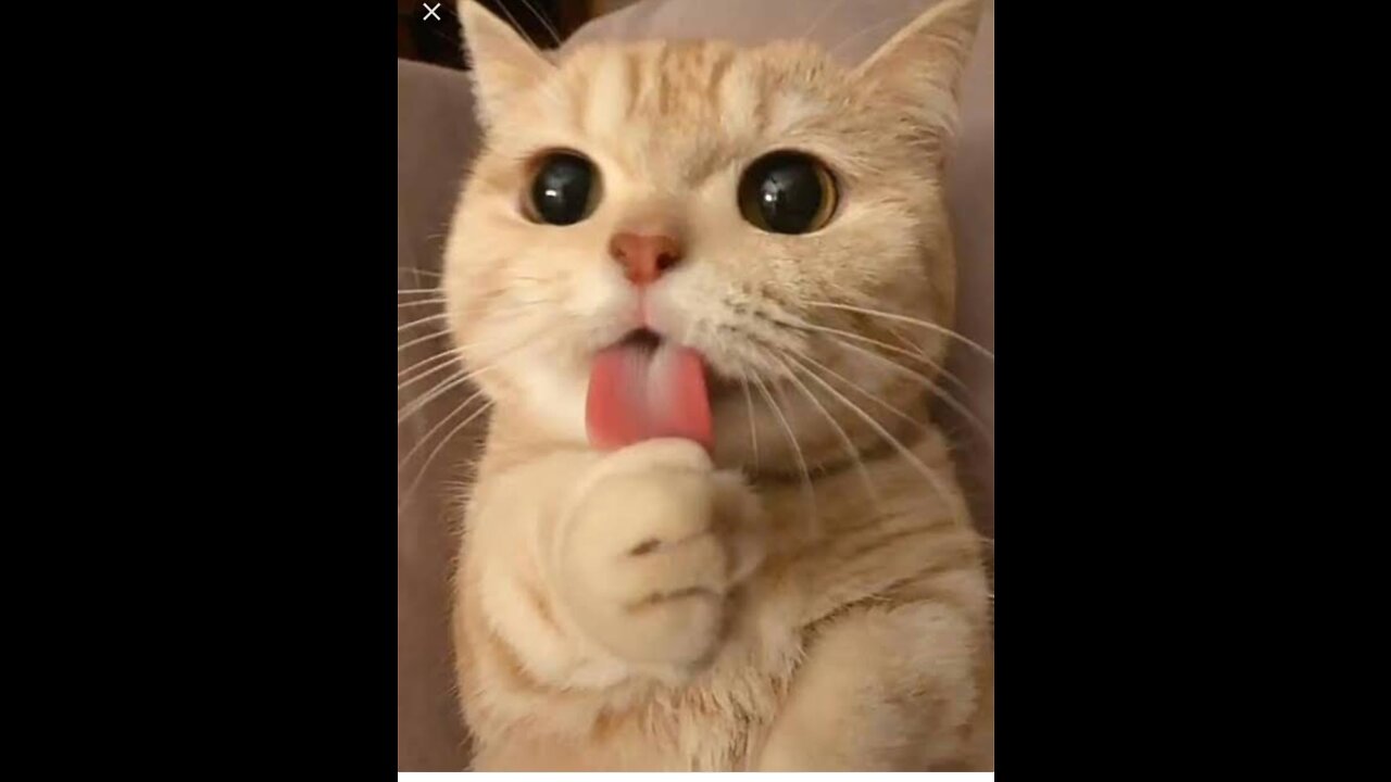 Cat funny 😆