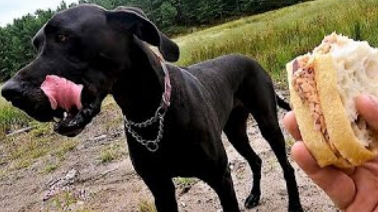 Vocal Great Dane begs for salmon sandwich on long hike