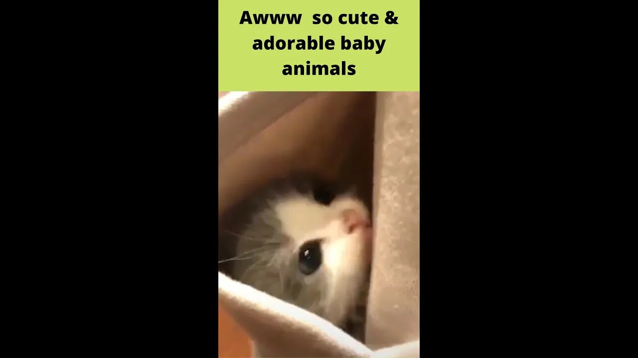 Awww so cute | cute & funny pets video in 2022 | Boom Bestie | #shorts #ytshorts #shorts_viral