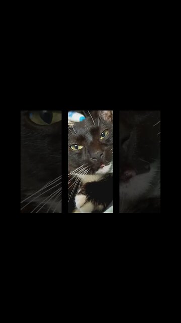 What does kitty thinks? #youtubeshorts #kitty #cat #shortsfeed #shortsvideo #catshorts #catlover