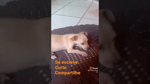 cachorro 🐶 mas lindo do mundo ❣️#short