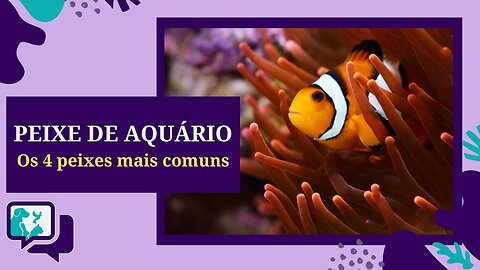 Peixe de Aquário - Os 4 Peixes mais COMUNS de se criar em aquário