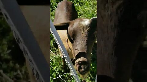 #goodmorning #farmmothings #homesteading #homesteadlife #farm #farmlife #farmanimals #goats