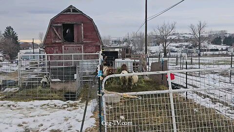 Graham Family Farm: 9:30 AM December 20th 2024