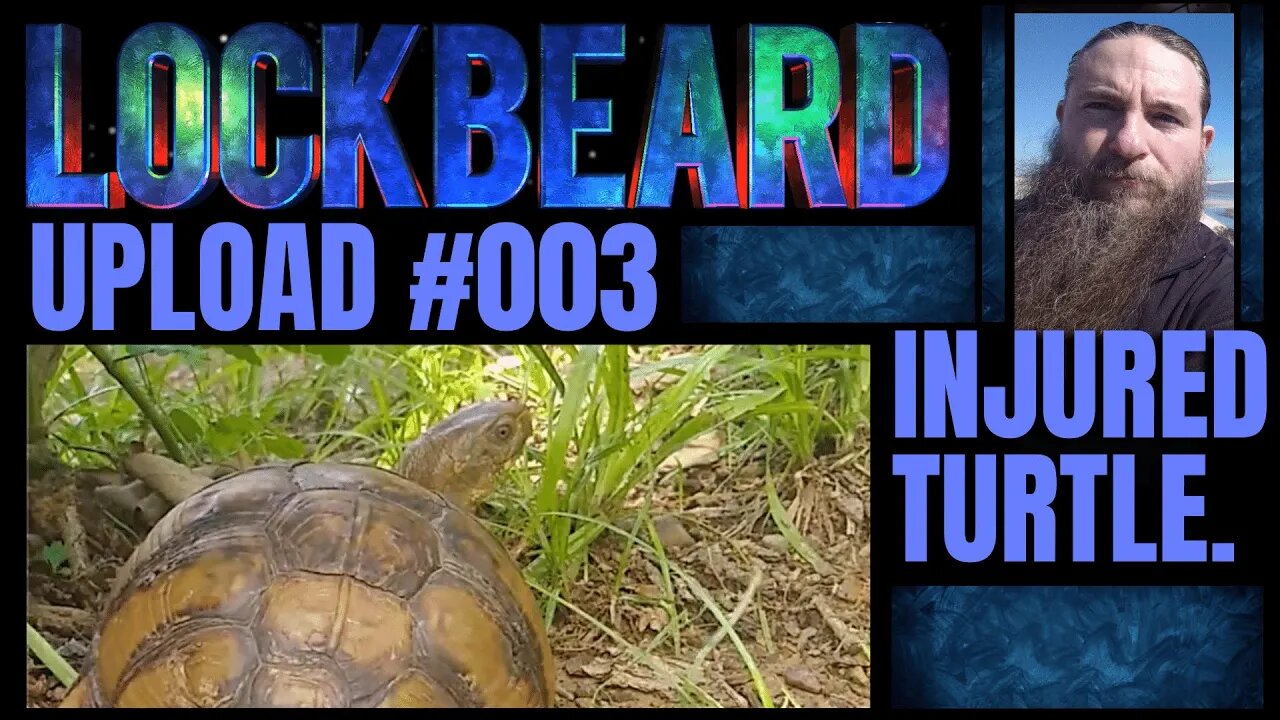 UPLOAD #003. Injured Turtle.