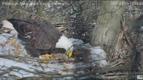 Hays Eagles Dad stick delivery "Your building what?" 2021 02 17 10:17AM
