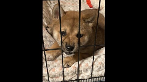 6 weeks old Shiba Inu puppy first day home