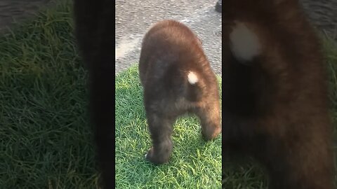 Cute Caucasian puppy #shorts #doglover #puppy #shepherd