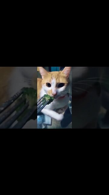 Funny videos, Addictive comedies #007