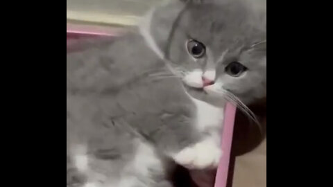 Funniest Animals 2023 😂 Best Funny Cats and Dogs 😺🐶