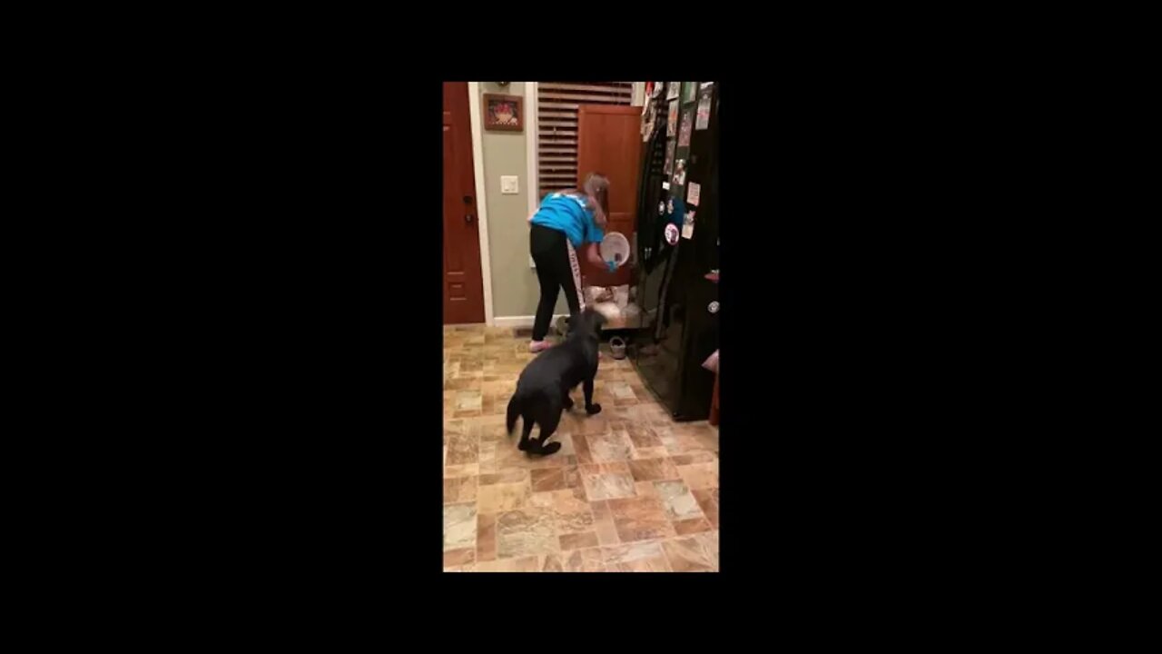 Dog goes slightly insane knowing the treats are coming.