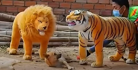 Troll Prank Dog Funny & fake Lion and Fake Tiger Prank To dog & Huge Box Prank to dog