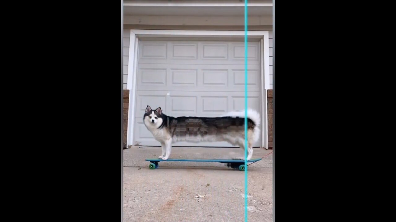 funny animals