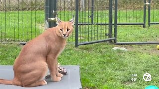 Royal Oak woman fighting big cats' removal