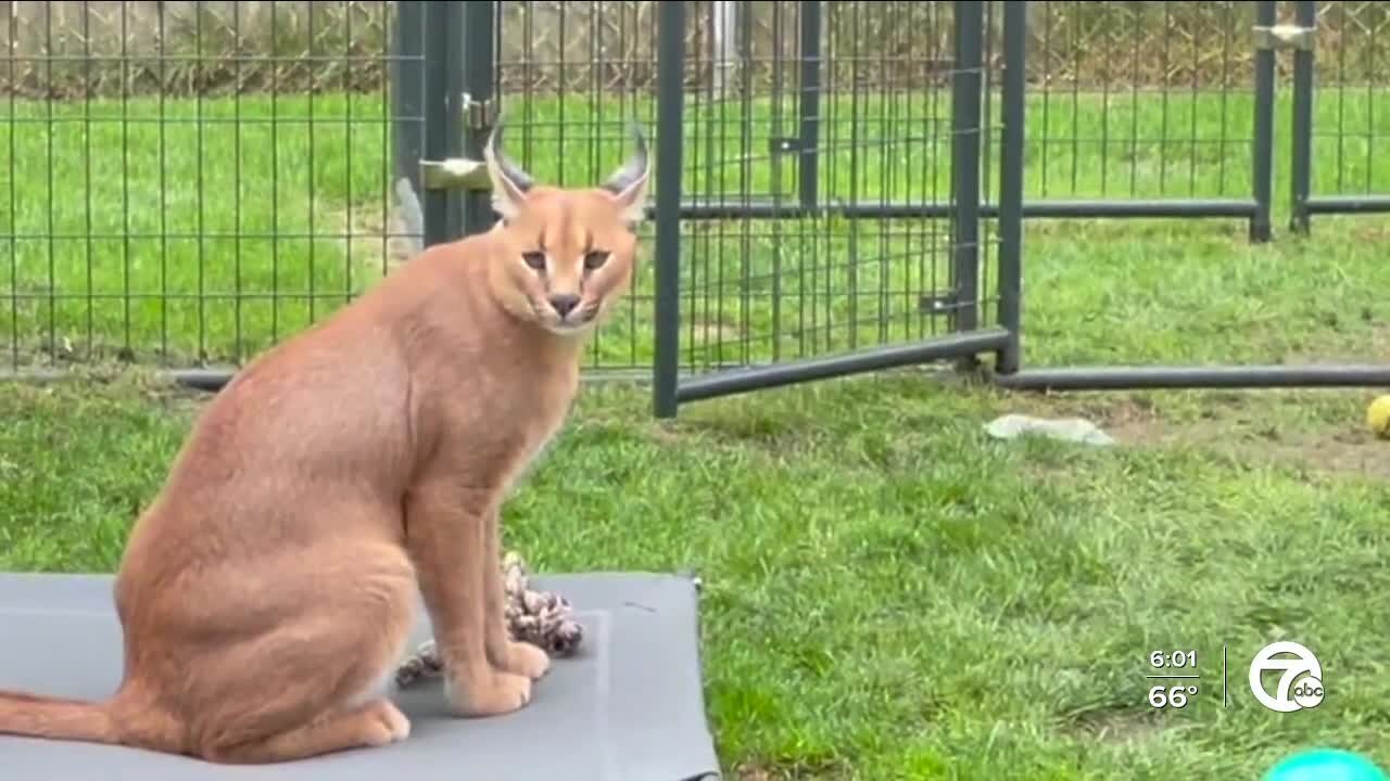 Royal Oak woman fighting big cats' removal