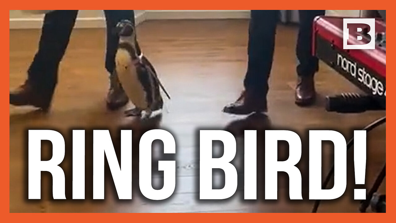 Dressed for Occasion! Groom Surprises Penguin-Loving Bride with Ring Bird