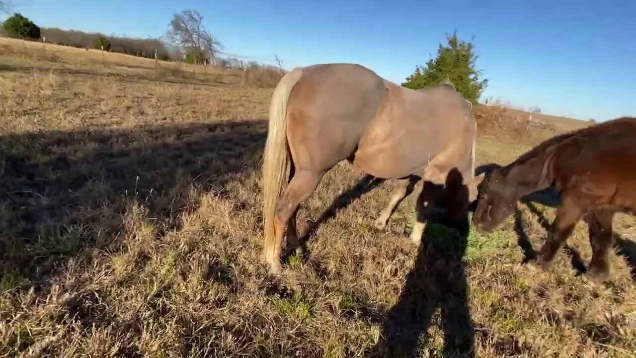 A Strange White Dust Horse Showed Up In My Pasture - Turns Out It Was Just Crazy Buddy