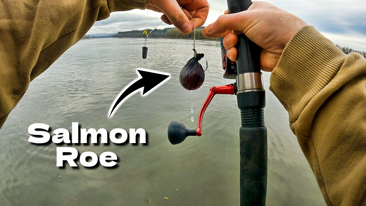 Sturgeon Fishing With Salmon Roe