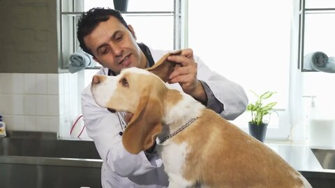 Mature handsome Hispanic male professional vet smiling examining ears of an adorable Beagle canine w