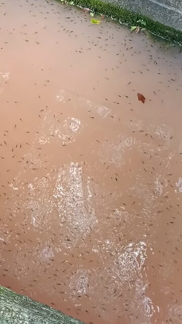 Small fish farming in ponds