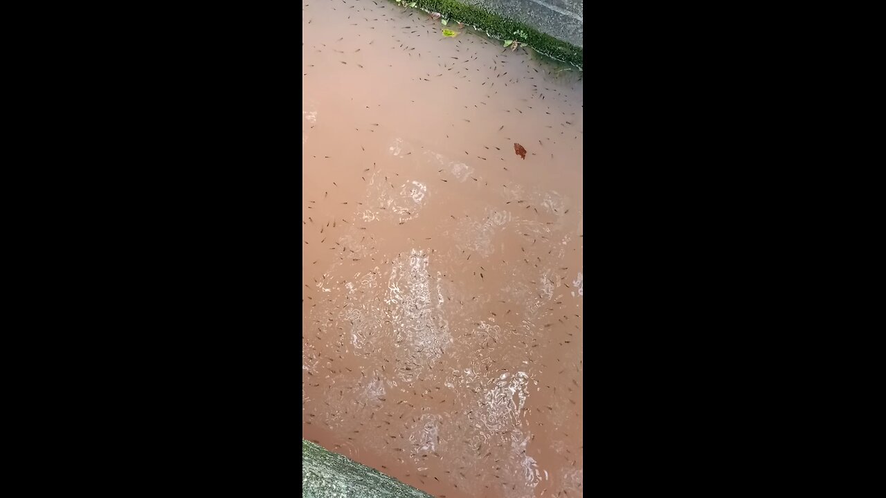 Small fish farming in ponds