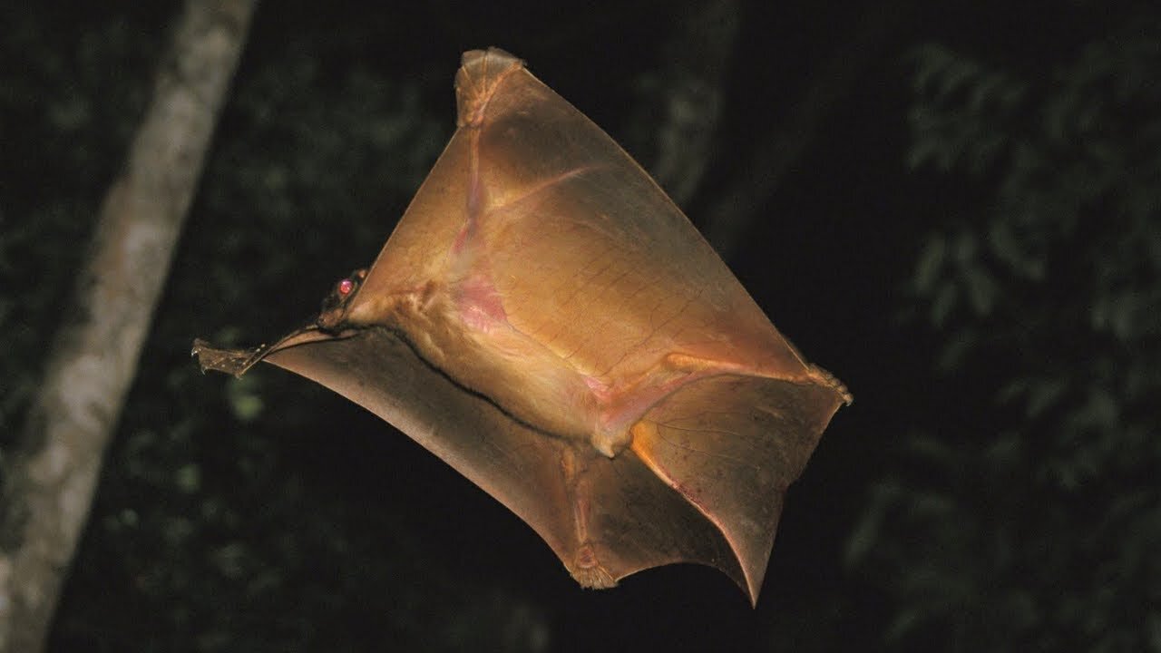 6 Strange Animals You Won't Believe Actually Exist