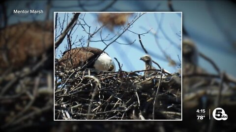 Mentor Marsh is home to 2 new baby eaglets