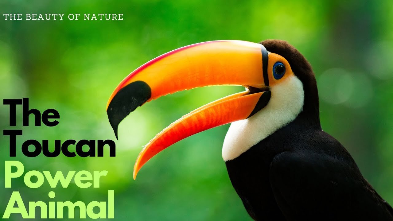 "The Spiritual Significance of the Toucan Power Animal"