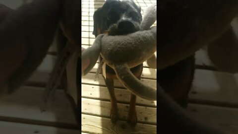 Trying To Take Rottweilers Favorite Toy 🤣 #Shorts #rottweiler