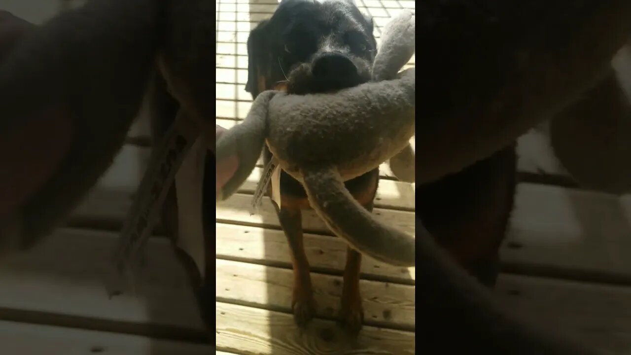 Trying To Take Rottweilers Favorite Toy 🤣 #Shorts #rottweiler