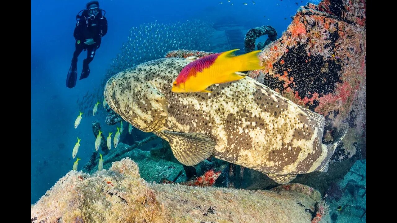 Um lindo Mero rodeando os naufrágios da costa de Pernambuco.