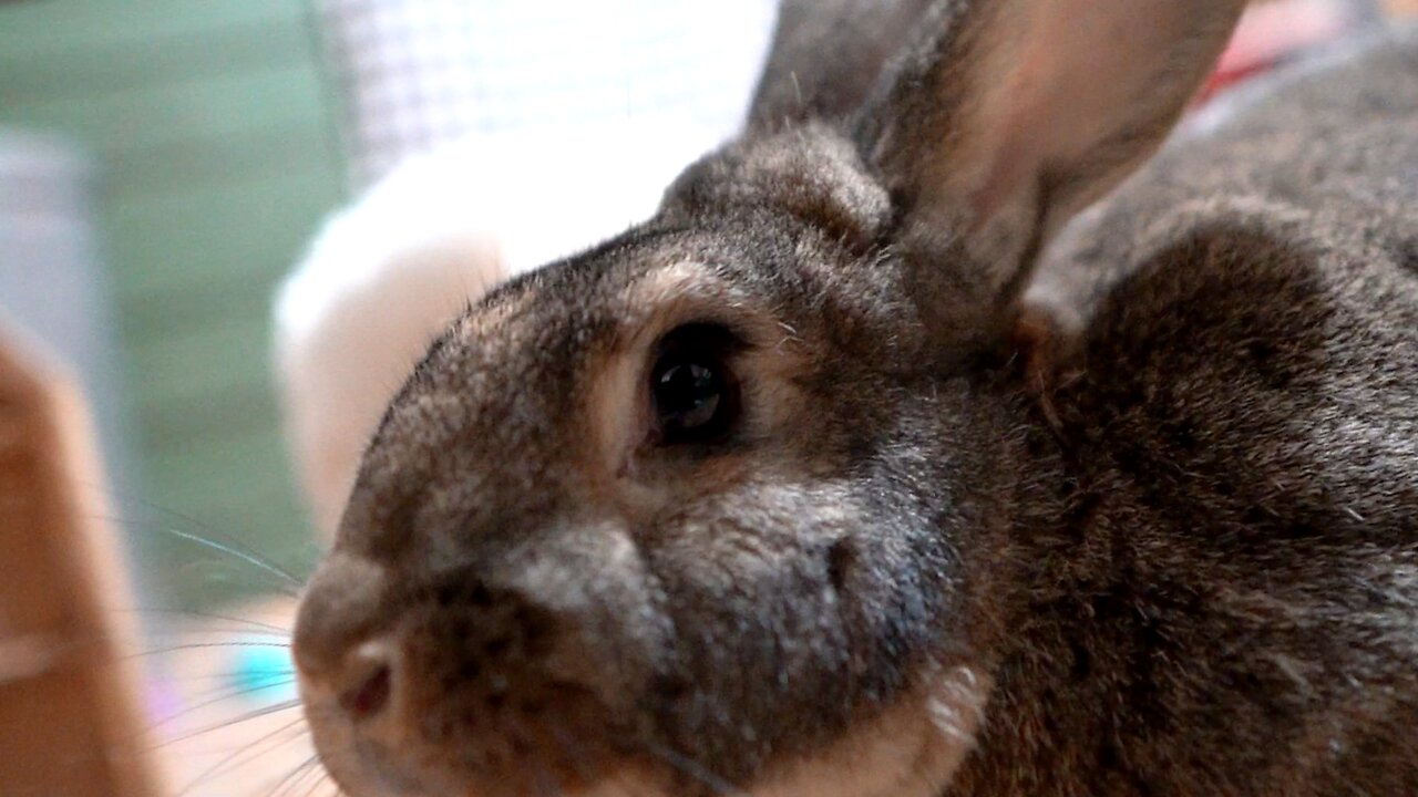 Easter bunny came early this year!