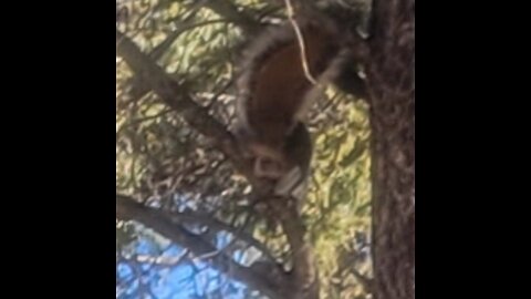 Forget about Brandon! It's F@%$ Biden!If you agree!