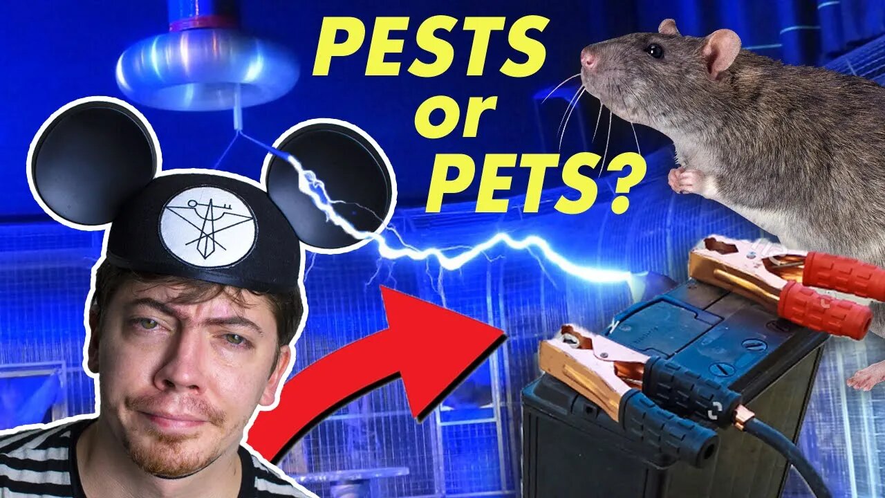 The Truth about Electric Mouse Trap Videos