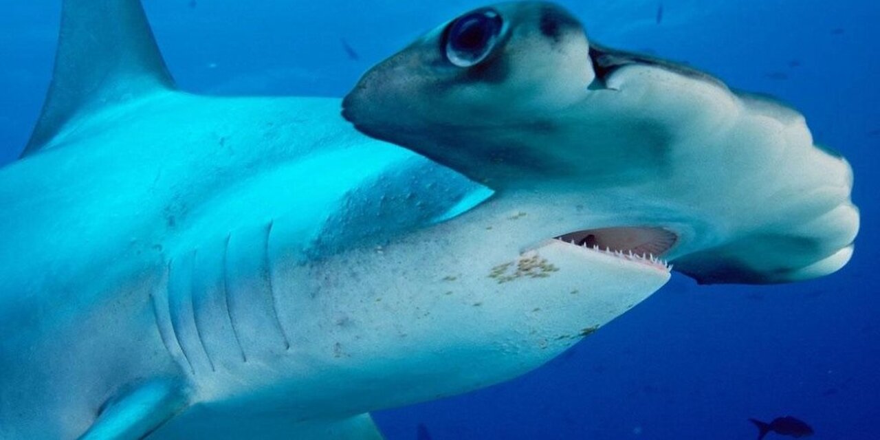 HAMMER SHARK