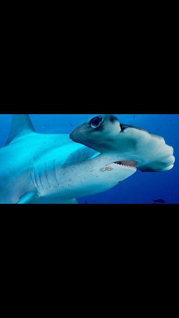 HAMMER SHARK