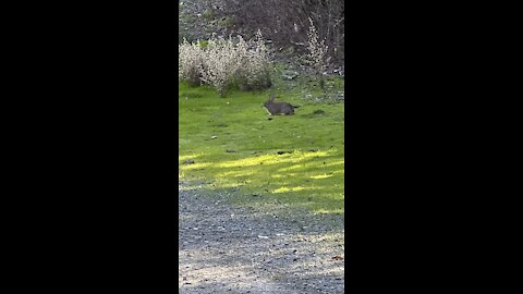 Rabbit on Hike