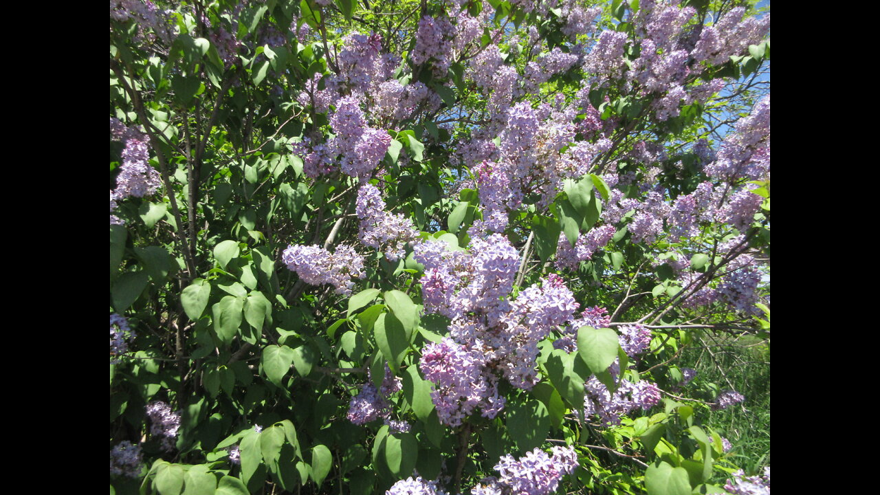 Lilac Magic Lilac Bush July 2021