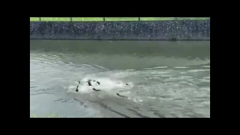 Otter gang war - Singapore